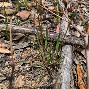 Stylidium armeria subsp. armeria at Palerang, NSW - 11 Nov 2024