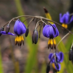 Dianella revoluta var. revoluta (Black-Anther Flax Lily) at Palerang, NSW - 11 Nov 2024 by Csteele4