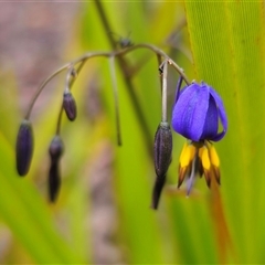 Dianella revoluta var. revoluta at Palerang, NSW - 11 Nov 2024