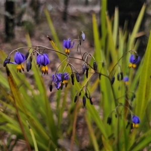 Dianella revoluta var. revoluta at Palerang, NSW - 11 Nov 2024