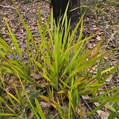 Dianella revoluta var. revoluta at Palerang, NSW - 11 Nov 2024