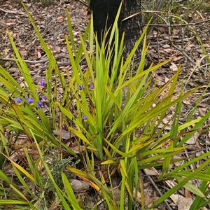 Dianella revoluta var. revoluta at Palerang, NSW - 11 Nov 2024 01:19 PM