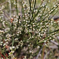 Choretrum pauciflorum (Dwarf Sour Bush) at Palerang, NSW - 11 Nov 2024 by Csteele4