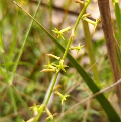 Stackhousia viminea (Slender Stackhousia) at Palerang, NSW - 11 Nov 2024 by Csteele4