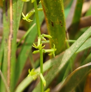 Stackhousia viminea at Palerang, NSW - 11 Nov 2024