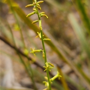 Stackhousia viminea at Palerang, NSW - 11 Nov 2024