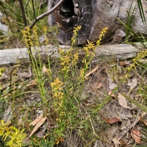 Stackhousia viminea at Palerang, NSW - 11 Nov 2024