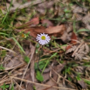 Lagenophora stipitata at Palerang, NSW - 11 Nov 2024