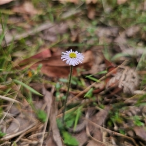 Lagenophora stipitata at Palerang, NSW - 11 Nov 2024