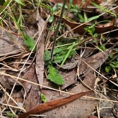 Lagenophora stipitata at Palerang, NSW - 11 Nov 2024