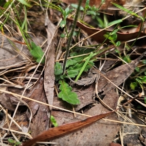 Lagenophora stipitata at Palerang, NSW - 11 Nov 2024