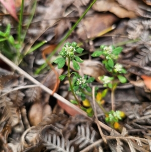 Poranthera microphylla at Palerang, NSW - 11 Nov 2024 12:59 PM