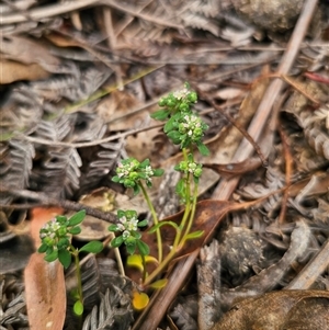 Poranthera microphylla at Palerang, NSW - 11 Nov 2024 12:59 PM