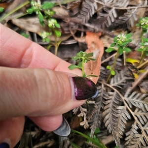 Poranthera microphylla at Palerang, NSW - 11 Nov 2024 12:59 PM