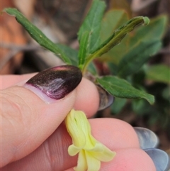 Billardiera mutabilis at Palerang, NSW - 11 Nov 2024