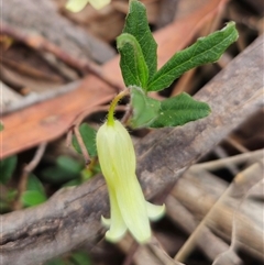 Billardiera mutabilis at Palerang, NSW - 11 Nov 2024