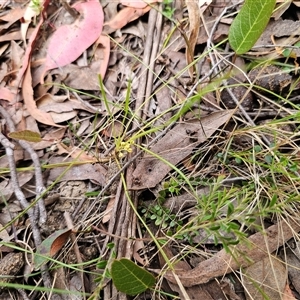 Lomandra filiformis subsp. coriacea at Palerang, NSW - 11 Nov 2024 12:54 PM