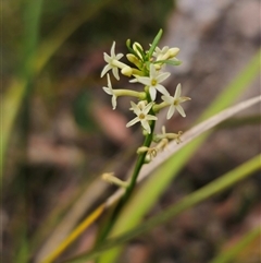 Stackhousia monogyna (Creamy Candles) at Palerang, NSW - 11 Nov 2024 by Csteele4