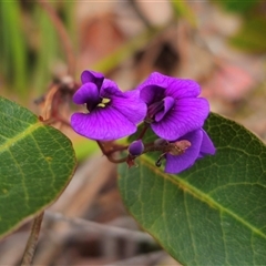 Hardenbergia violacea (False Sarsaparilla) at Palerang, NSW - 11 Nov 2024 by Csteele4