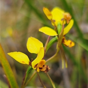 Diuris sulphurea at Palerang, NSW - 11 Nov 2024