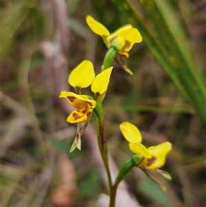 Diuris sulphurea at Palerang, NSW - 11 Nov 2024