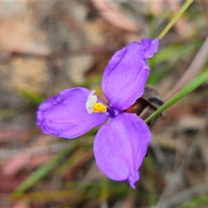 Patersonia sericea var. sericea at Palerang, NSW - 11 Nov 2024