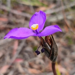 Patersonia sericea var. sericea at Palerang, NSW - 11 Nov 2024 12:48 PM