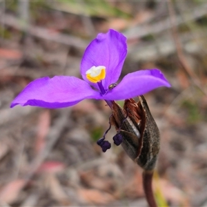 Patersonia sericea var. sericea at Palerang, NSW - 11 Nov 2024