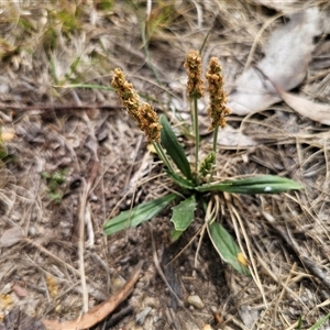 Plantago varia at Captains Flat, NSW - 11 Nov 2024 10:55 AM