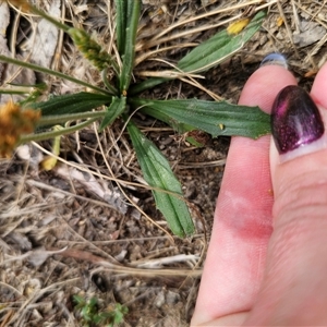 Plantago varia at Captains Flat, NSW - 11 Nov 2024 10:55 AM