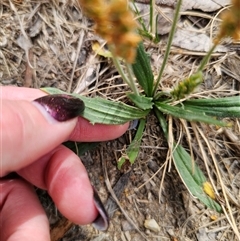 Plantago varia at Captains Flat, NSW - 11 Nov 2024 10:55 AM