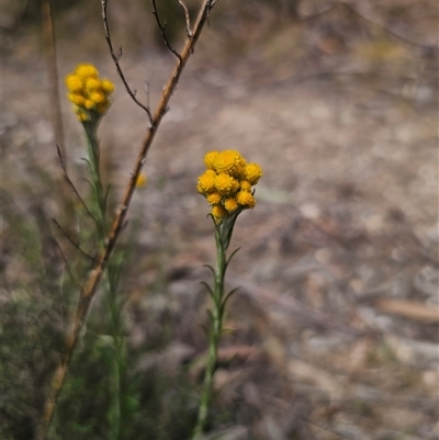 Chrysocephalum semipapposum (Clustered Everlasting) at Captains Flat, NSW - 11 Nov 2024 by Csteele4