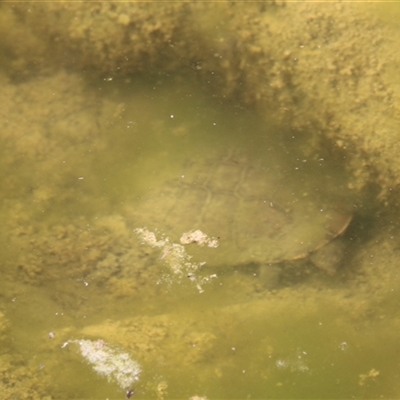 Chelodina longicollis (Eastern Long-necked Turtle) at Tharwa, ACT - 11 Nov 2024 by ChrisHolder