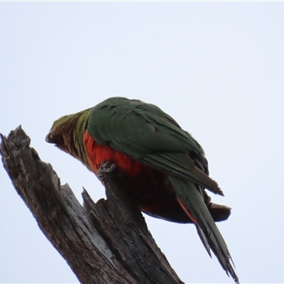 Alisterus scapularis (Australian King-Parrot) at Cook, ACT - 11 Nov 2024 by lbradley