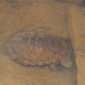 Chelodina longicollis at Tharwa, ACT - 11 Nov 2024 02:56 PM