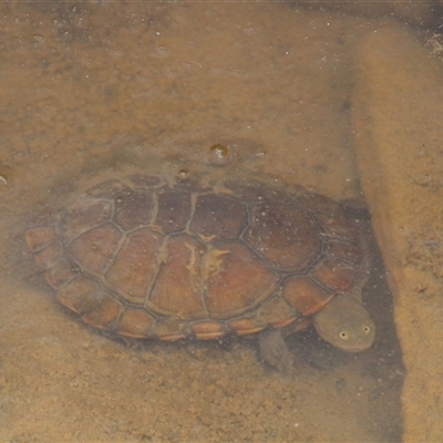 Chelodina longicollis (Eastern Long-necked Turtle) at Tharwa, ACT - 11 Nov 2024 by ChrisHolder