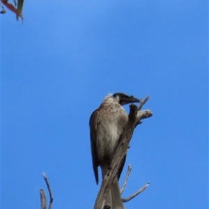 Philemon corniculatus at Aranda, ACT - 11 Nov 2024 04:45 PM