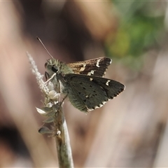 Pasma tasmanica (Two-spotted Grass-skipper) at Mount Clear, ACT - 22 Oct 2024 by RAllen