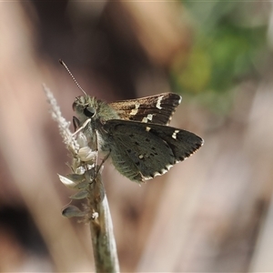 Pasma tasmanica at Mount Clear, ACT - 22 Oct 2024 10:30 AM