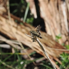 Pasma tasmanica at Mount Clear, ACT - 22 Oct 2024 10:30 AM