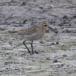 Pluvialis fulva at Fyshwick, ACT - 11 Nov 2024 04:23 PM