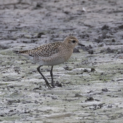 Pluvialis fulva (Pacific Golden Plover) at Fyshwick, ACT - 11 Nov 2024 by rawshorty