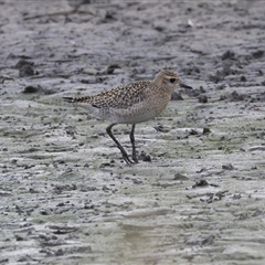 Pluvialis fulva at Fyshwick, ACT - 11 Nov 2024 04:23 PM