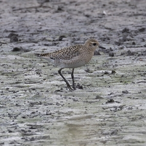 Pluvialis fulva at Fyshwick, ACT - 11 Nov 2024