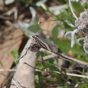 Philobota chrysopotama at Mount Clear, ACT - 22 Oct 2024