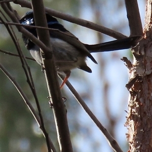 Malurus cyaneus at Aranda, ACT - 11 Nov 2024 04:35 PM