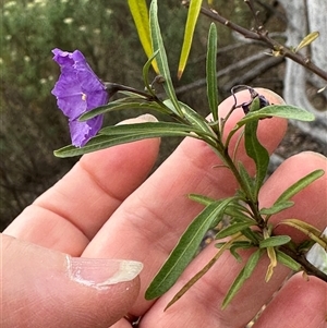 Solanum linearifolium at Aranda, ACT - 11 Nov 2024 05:10 PM