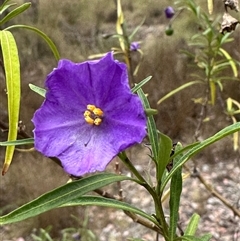 Solanum linearifolium at Aranda, ACT - 11 Nov 2024