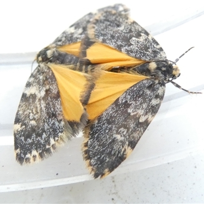 Halone coryphoea (Eastern Halone moth) at Belconnen, ACT - 9 Nov 2024 by JohnGiacon