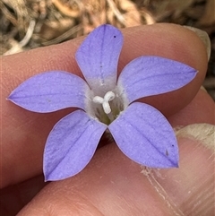 Wahlenbergia stricta subsp. stricta (Tall Bluebell) at Aranda, ACT - 11 Nov 2024 by lbradley
